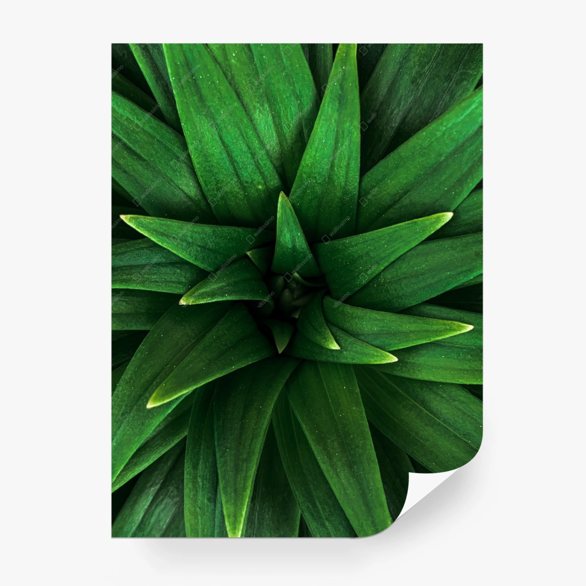 Papier peint décor mural végétal vert profond – Wallnifity®