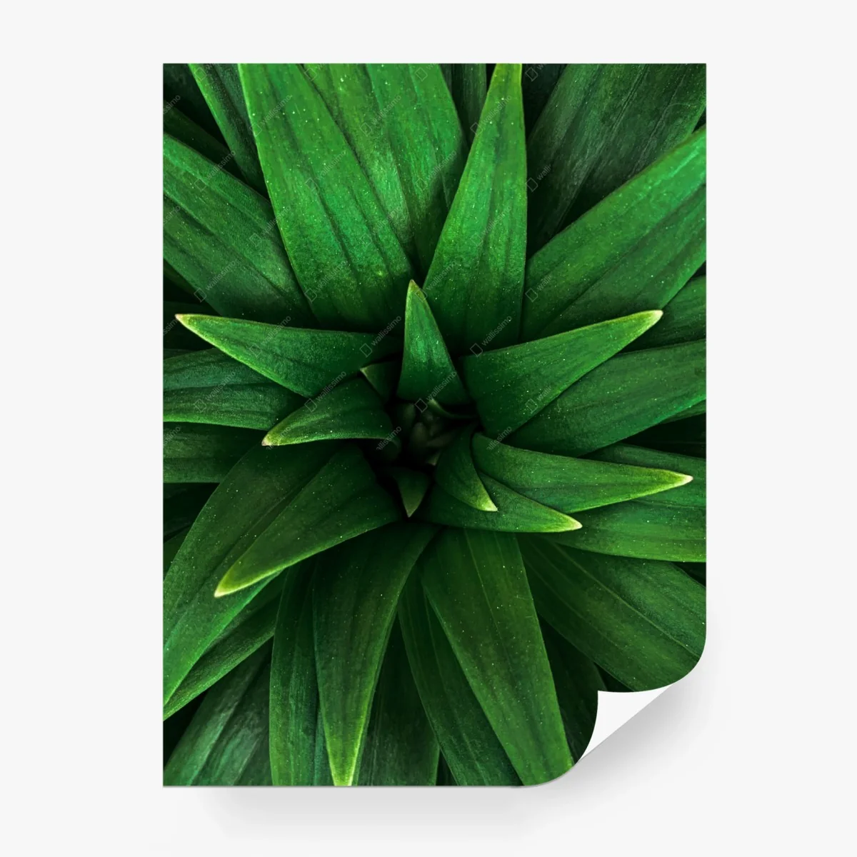 Papier peint décor mural végétal vert profond – Wallnifity® Papier peint décor mural végétal vert profond – Wallnifity®