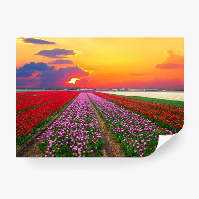 Papier peint champ de tulipes au coucher de soleil – Wallnifity® Papier peint champ de tulipes au coucher de soleil – Wallnifity®