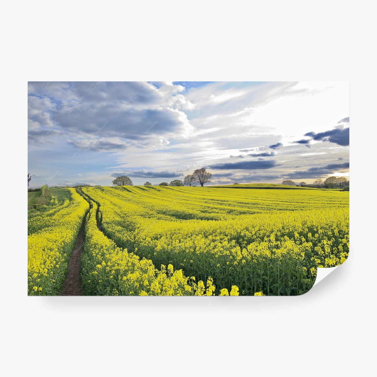 Papier peint champ de colza doré au coucher du soleil – Wallnifity®