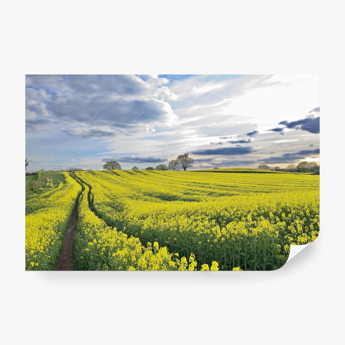 Papier peint champ de colza doré au coucher du soleil – Wallnifity® Papier peint champ de colza doré au coucher du soleil – Wallnifity®