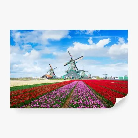 Papier peint champ de tulipes et moulins à vent aux Pays-Bas – Wallnifity®