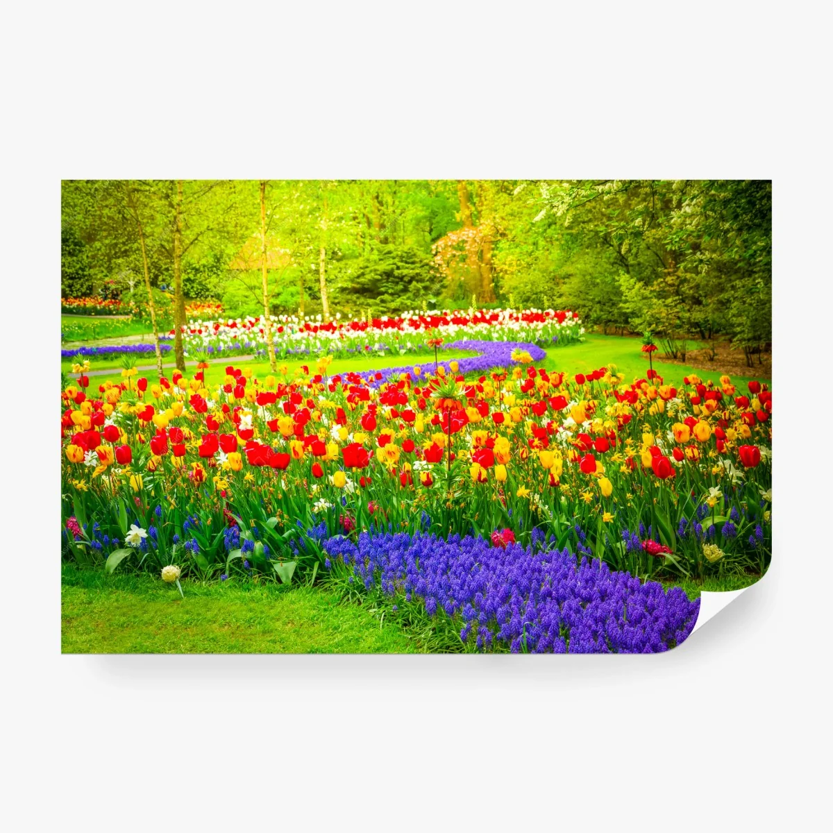 Papier peint parterre de tulipes colorées au printemps – Wallnifity® Papier peint parterre de tulipes colorées au printemps – Wallnifity®