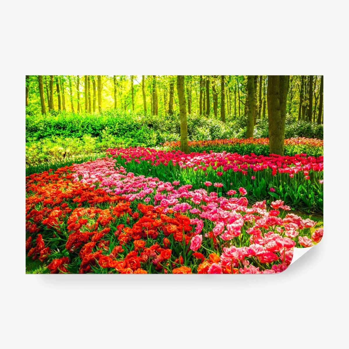 Papier peint champ de tulipes colorées en sous-bois – Wallnifity® Papier peint champ de tulipes colorées en sous-bois – Wallnifity®