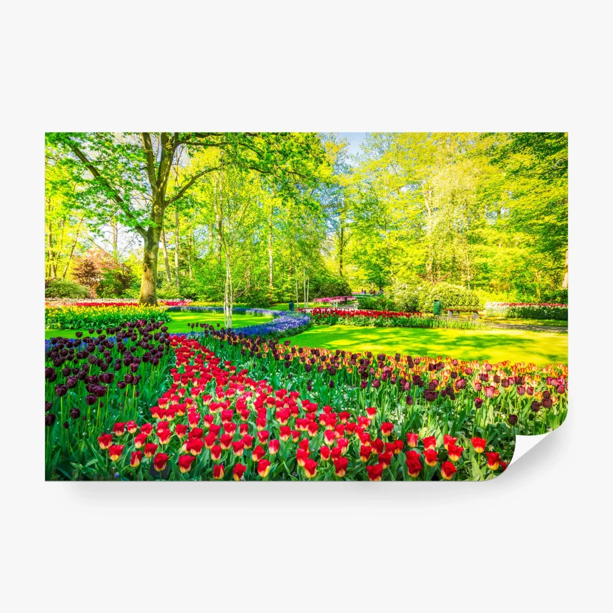 Papier peint paysage de tulipes dans un parc printanier – Wallnifity® Papier peint paysage de tulipes dans un parc printanier – Wallnifity®