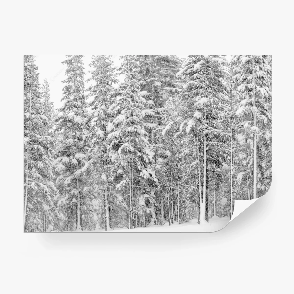 Papier peint forêt enneigée en noir et blanc – Wallnifity® Papier peint forêt enneigée en noir et blanc – Wallnifity®