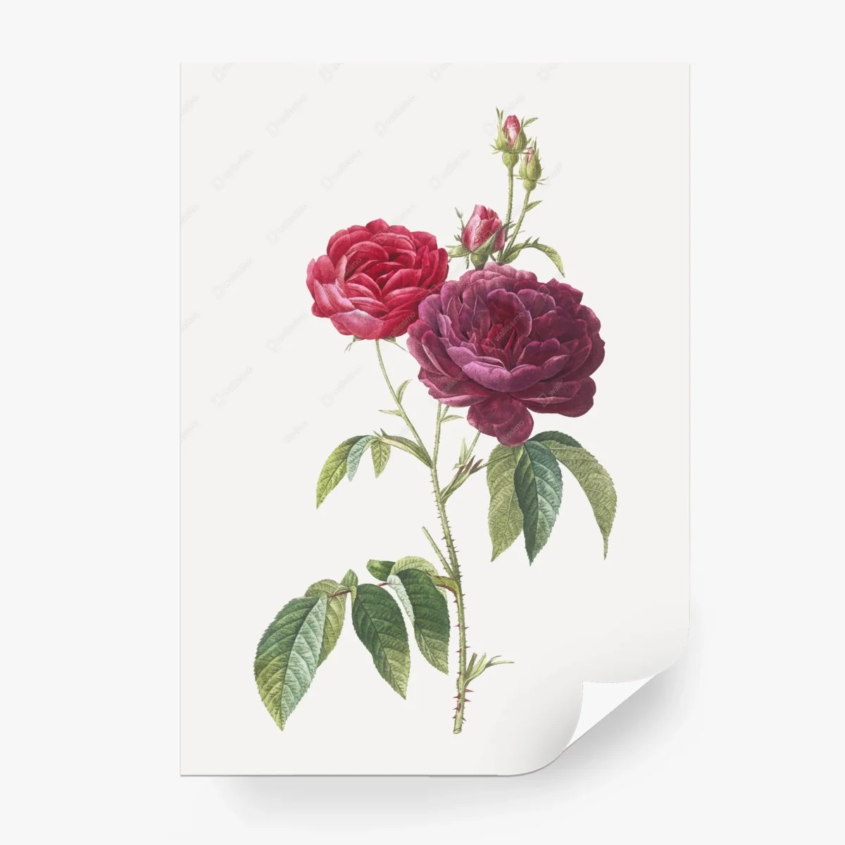 Papier peint rose gallica pourpre — illustration botanique élégante – Wallnifity® Papier peint rose gallica pourpre — illustration botanique élégante – Wallnifity®
