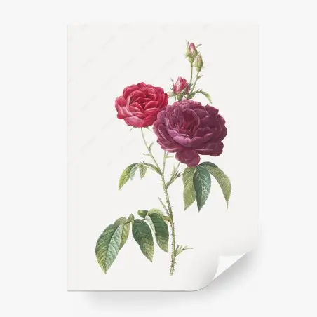 Papier peint rose gallica pourpre — illustration botanique élégante – Wallnifity®