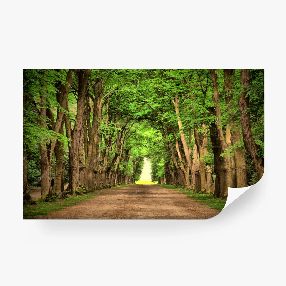 Papier peint allée verdoyante vers la lumière – Wallnifity® Papier peint allée verdoyante vers la lumière – Wallnifity®