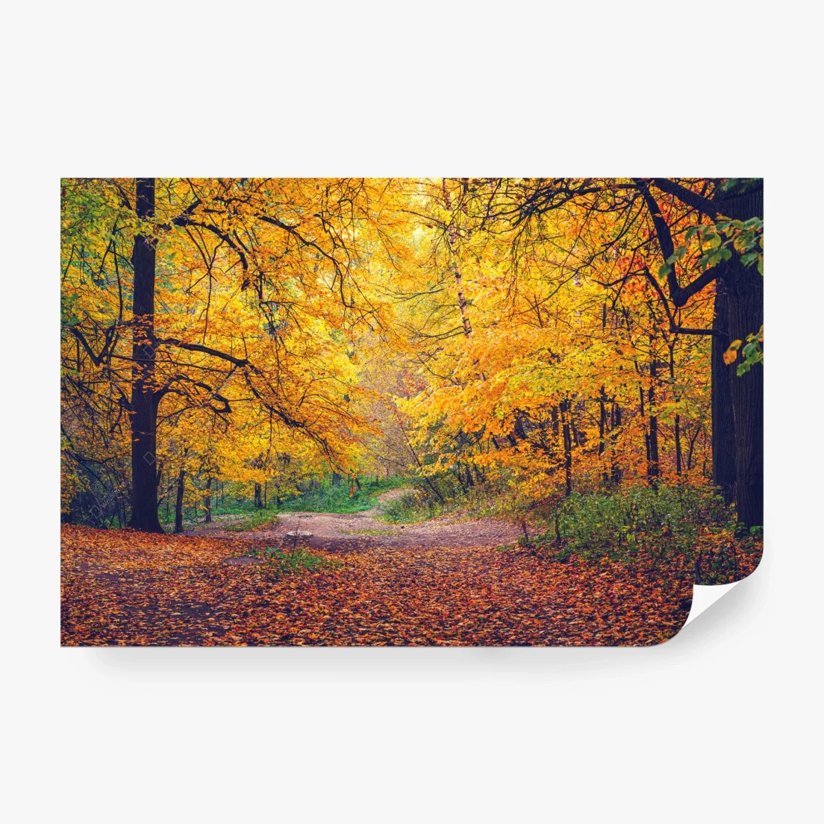 Papier peint sentier doré dans la forêt d'automne – Wallnifity® Papier peint sentier doré dans la forêt d'automne – Wallnifity®