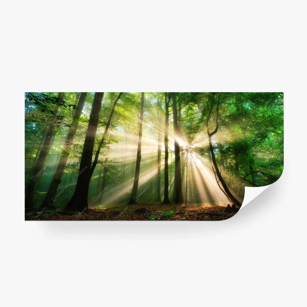 Papier peint rayons dorés dans la forêt brumeuse – Wallnifity® Papier peint rayons dorés dans la forêt brumeuse – Wallnifity®