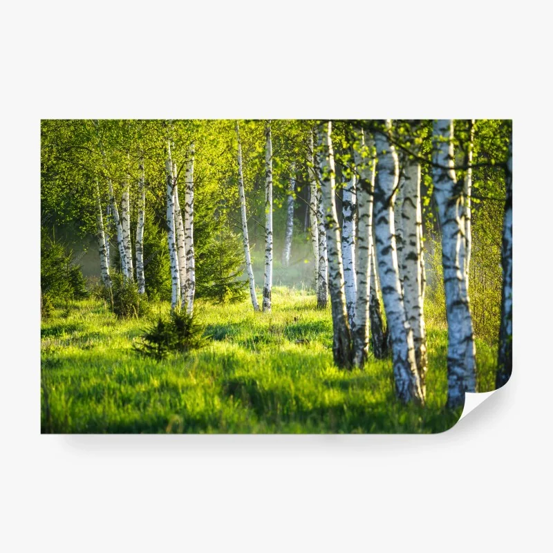 Papier peint allée de bouleaux au printemps – Wallnifity® Papier peint allée de bouleaux au printemps – Wallnifity®