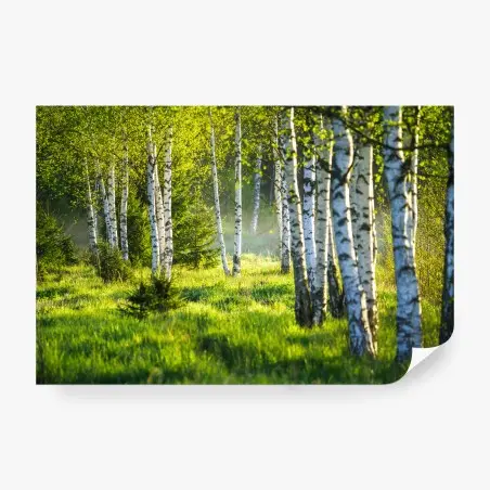 Papier peint allée de bouleaux au printemps – Wallnifity®
