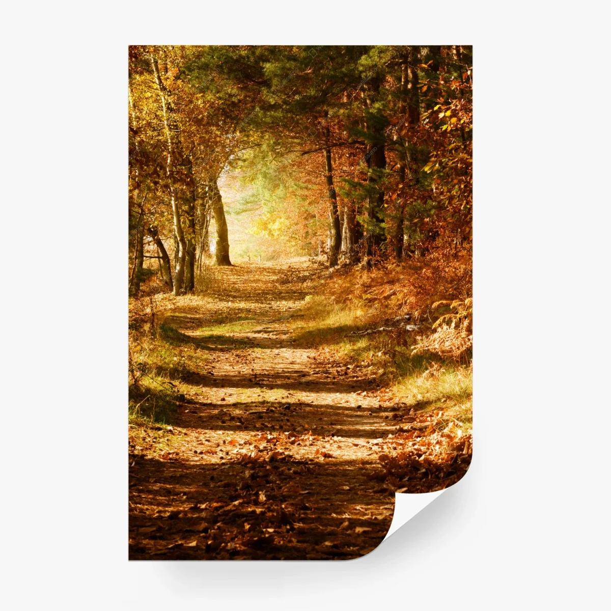 Papier peint chemin doré en forêt automnale – Wallnifity® Papier peint chemin doré en forêt automnale – Wallnifity®