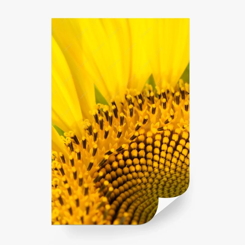 Papier peint gros plan lumineux de tournesol – Wallnifity® Papier peint gros plan lumineux de tournesol – Wallnifity®