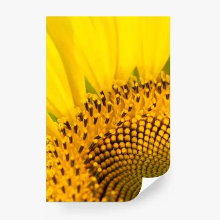 Papier peint gros plan lumineux de tournesol – Wallnifity®