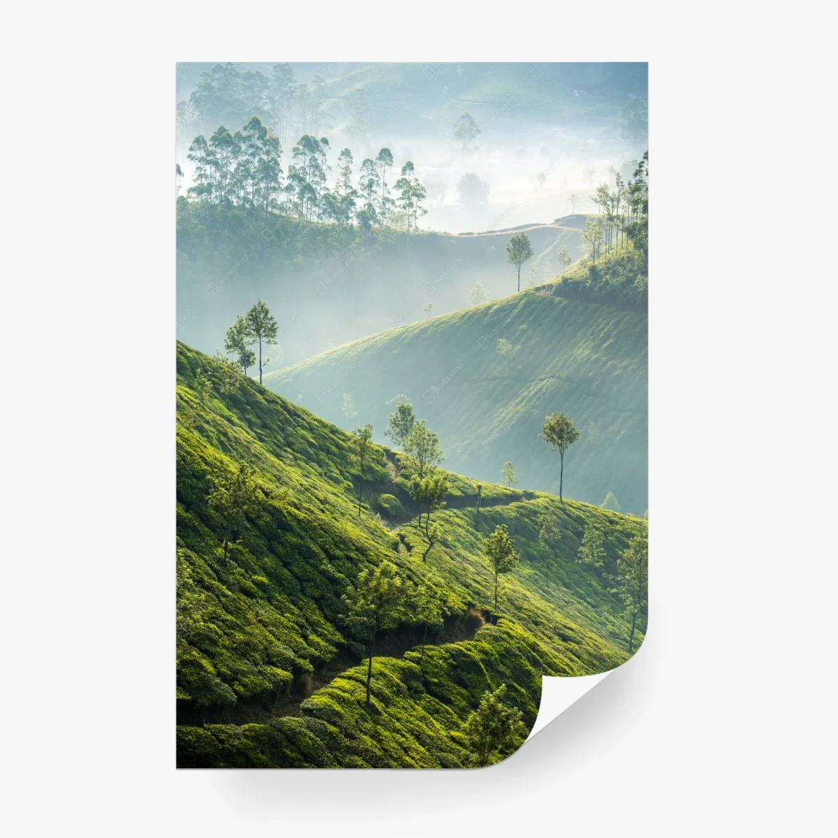 Papier peint brumes et plantations de thé à Munnar – Wallnifity® Papier peint brumes et plantations de thé à Munnar – Wallnifity®