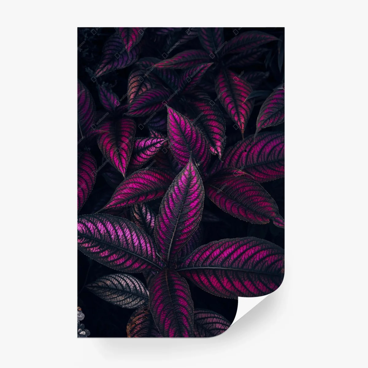 Papier peint feuillage fuchsia nocturne – Wallnifity®