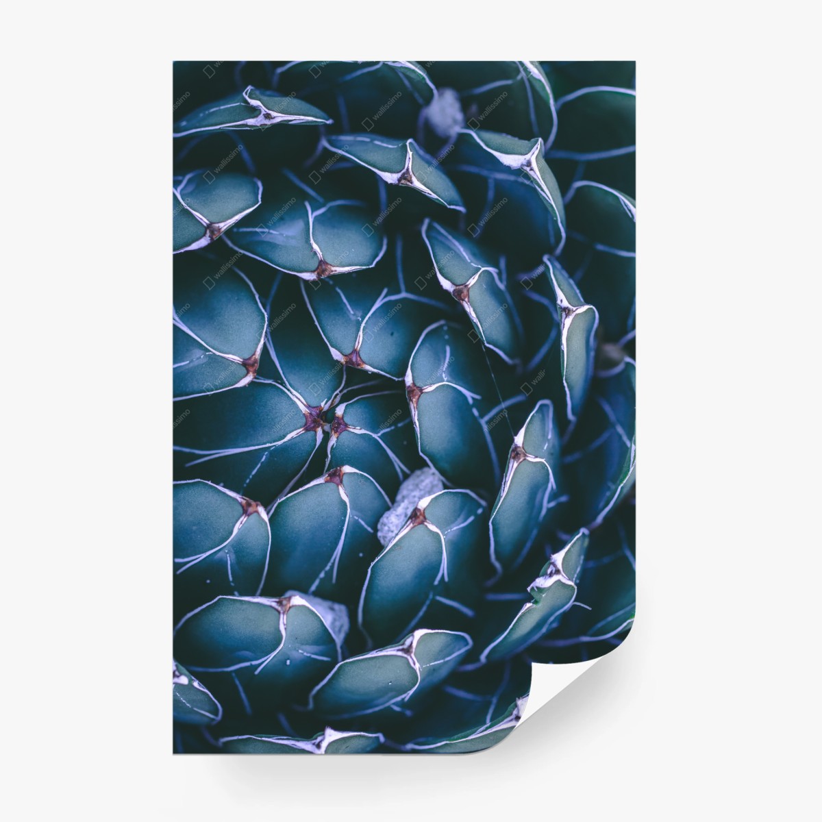 Papier peint motif géométrique de succulente en teintes bleu-vert – Wallnifity®