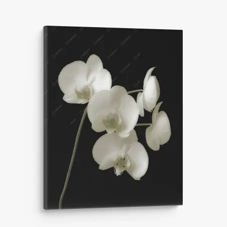 Tableau sur toile orchidées blanches élégantes sur fond noir – Wallnifity®