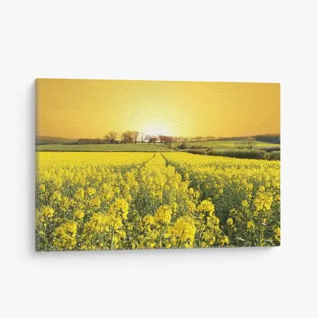 Tableau sur toile horizon doré sur champ de colza – Wallnifity®