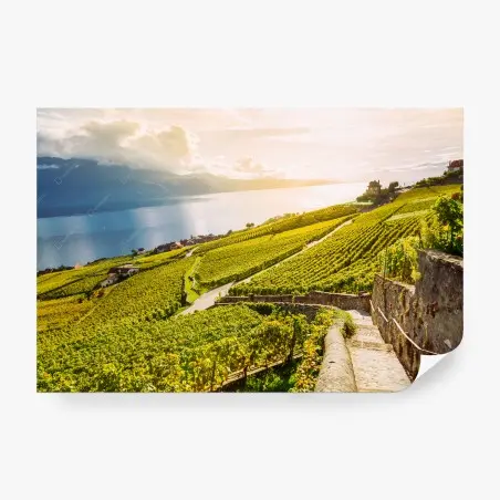Papier peint paysage de vignobles au coucher de soleil – Wallnifity®