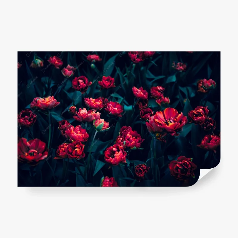Papier peint élégance nocturne de tulipes rouges – Wallnifity®