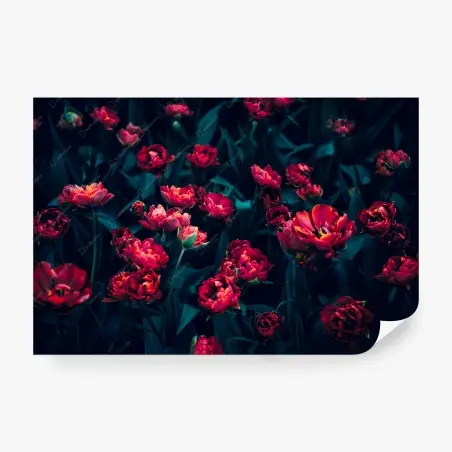 Papier peint élégance nocturne de tulipes rouges – Wallnifity®