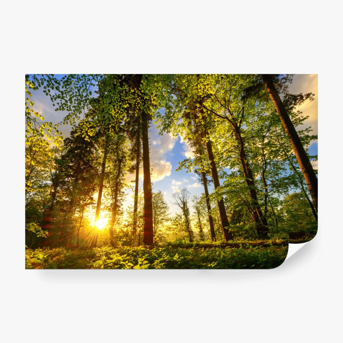 Papier peint sentier forestier au coucher de soleil – Wallnifity® Papier peint sentier forestier au coucher de soleil – Wallnifity®