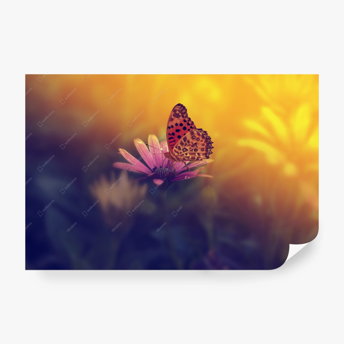 Papier peint papillon au coucher de soleil sur une fleur délicate – Wallnifity®