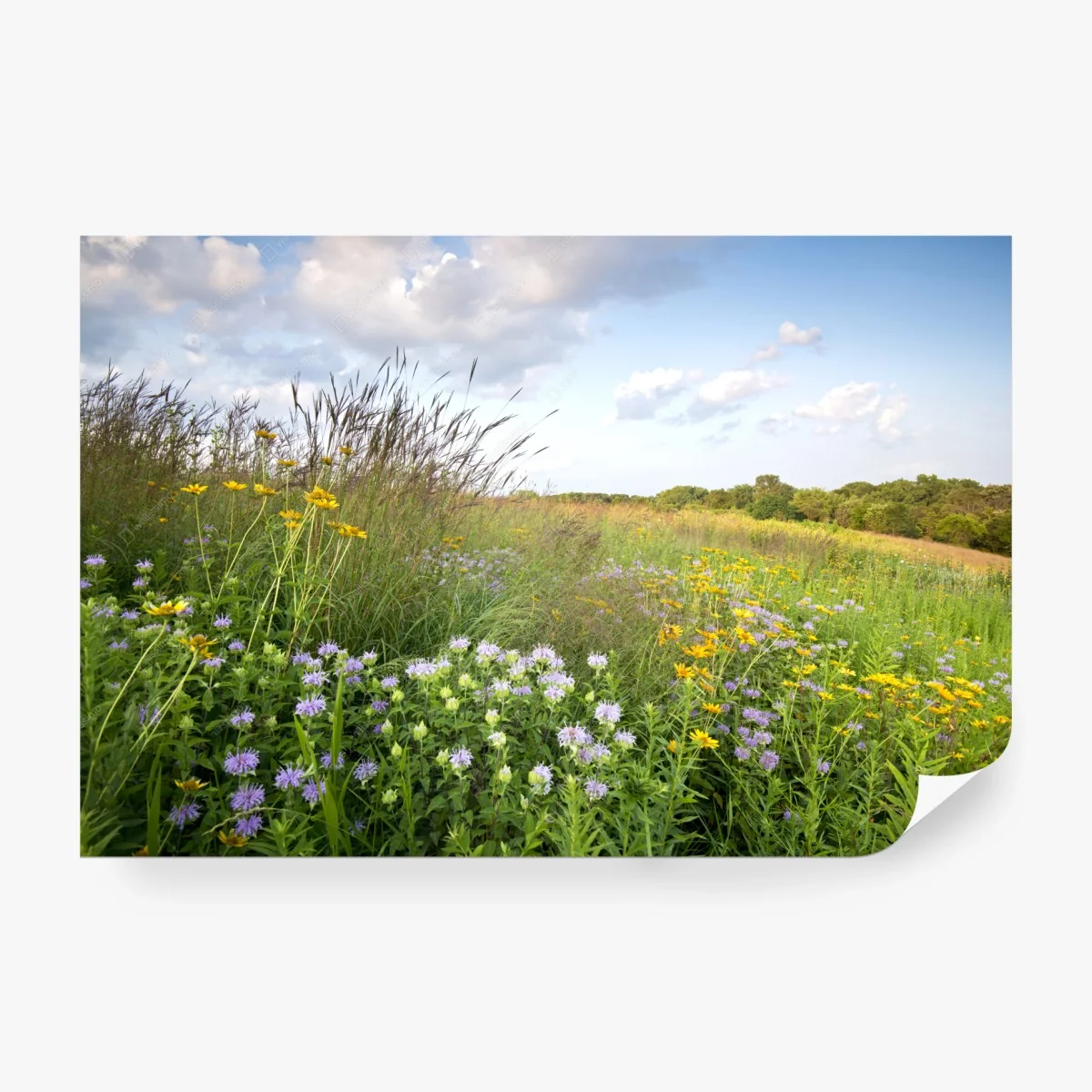 Papier peint prairie fleurie sous ciel nuageux – Wallnifity® Papier peint prairie fleurie sous ciel nuageux – Wallnifity®