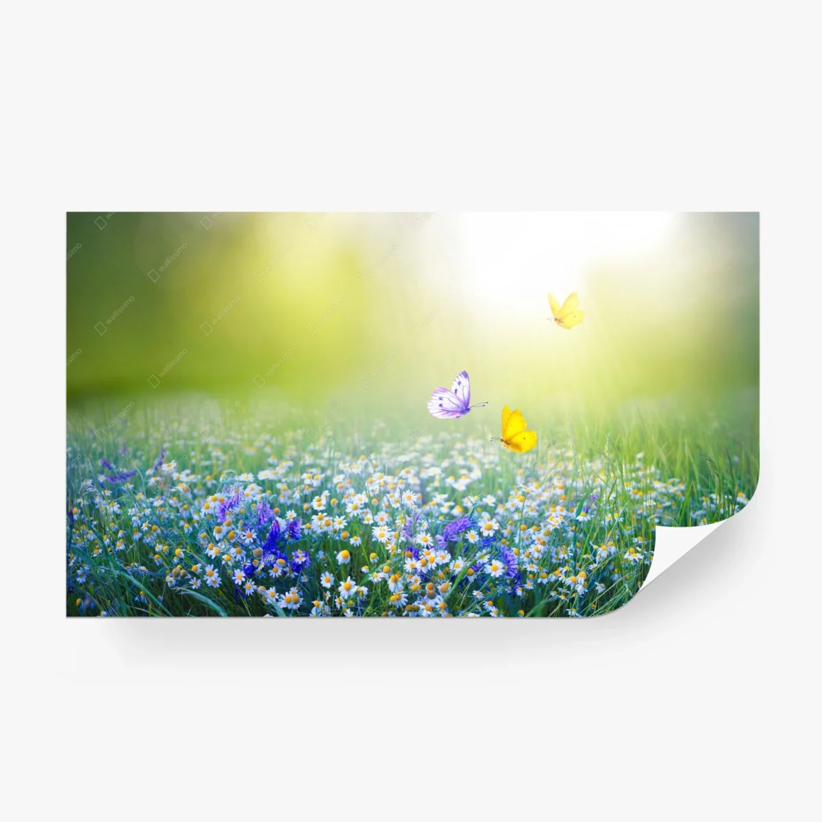 Papier peint prairie de marguerites au lever du soleil – Wallnifity® Papier peint prairie de marguerites au lever du soleil – Wallnifity®