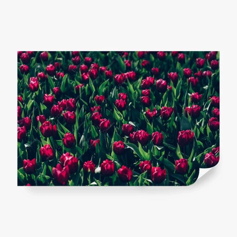 Papier peint champ de tulipes rouges en pleine floraison – Wallnifity® Papier peint champ de tulipes rouges en pleine floraison – Wallnifity®