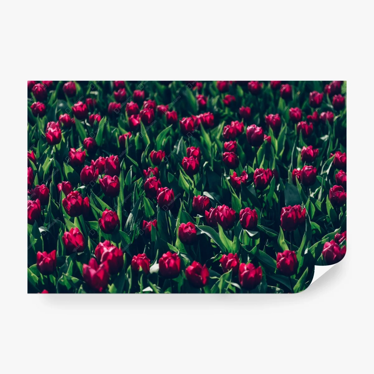 Papier peint champ de tulipes rouges en pleine floraison – Wallnifity® Papier peint champ de tulipes rouges en pleine floraison – Wallnifity®