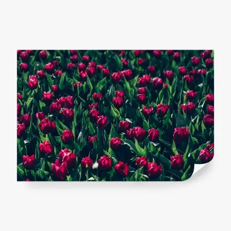Papier peint champ de tulipes rouges en pleine floraison – Wallnifity®
