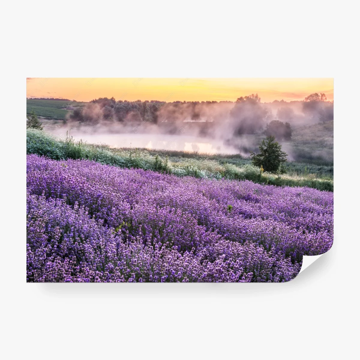 Papier peint champ de lavande au petit matin brumeux – Wallnifity® Papier peint champ de lavande au petit matin brumeux – Wallnifity®