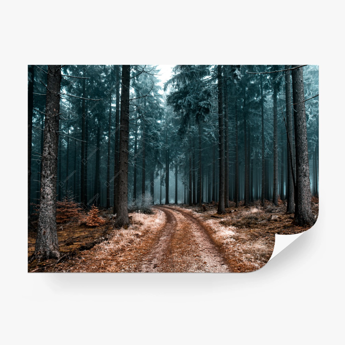 Papier peint sentier brumeux au cœur de la forêt – Wallnifity®