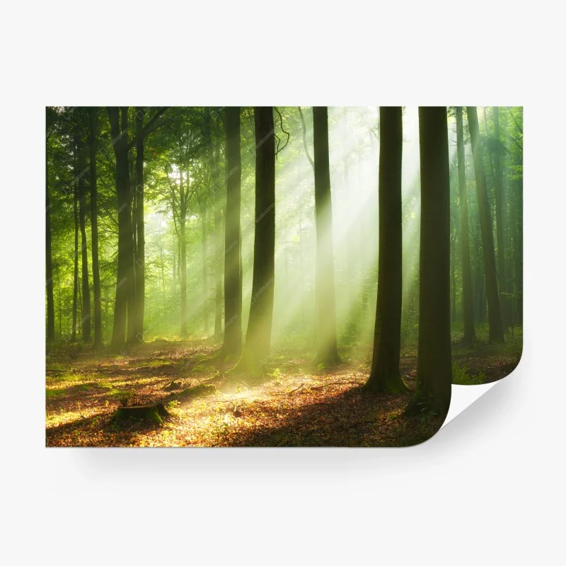 Papier peint matin lumineux en forêt – Wallnifity® Papier peint matin lumineux en forêt – Wallnifity®