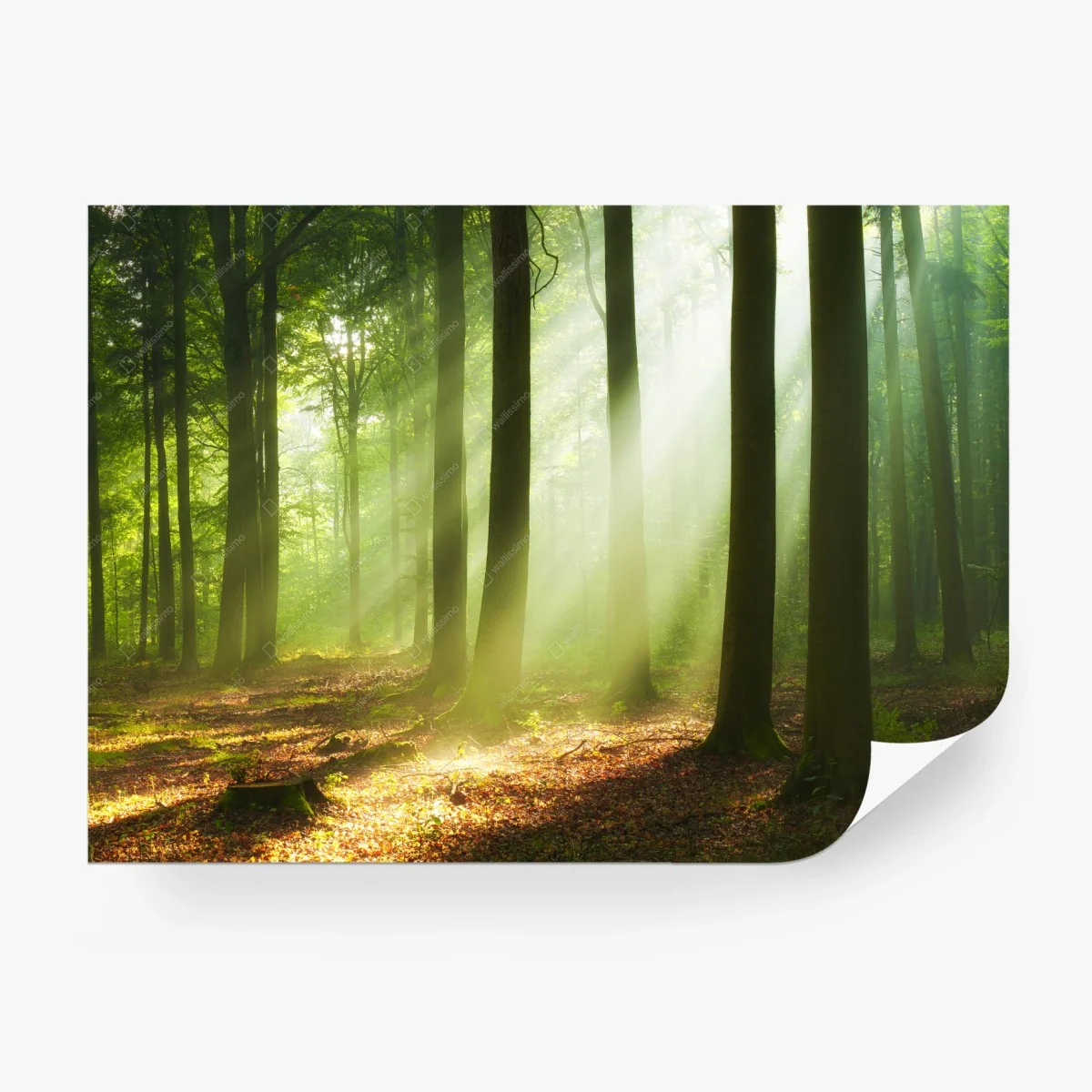 Papier peint matin lumineux en forêt – Wallnifity® Papier peint matin lumineux en forêt – Wallnifity®