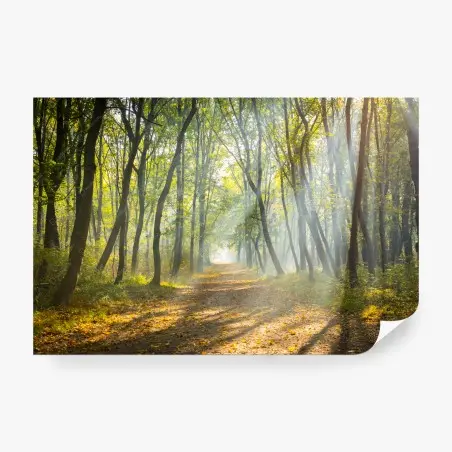 Papier peint chemin de forêt baigné de lumière – Wallnifity®