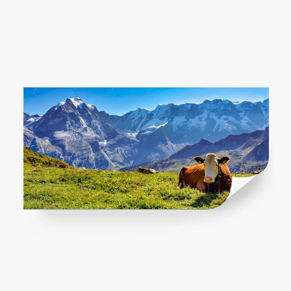 Papier peint vache au repos sur une prairie alpine – Wallnifity® Papier peint vache au repos sur une prairie alpine – Wallnifity®