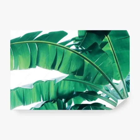 Papier peint feuilles de bananier motif tropical – Wallnifity®