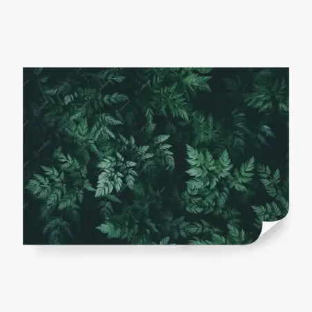 Papier peint feuillage mystérieux en vert profond – Wallnifity®