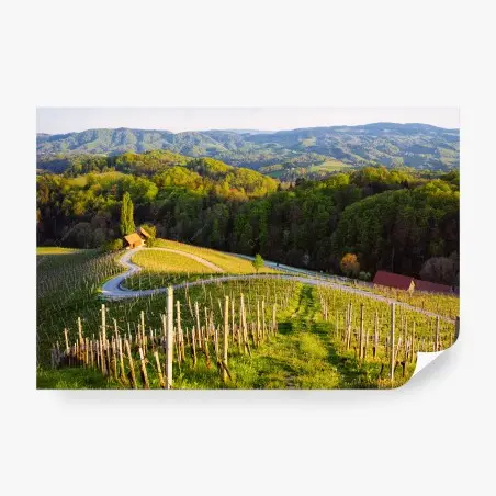 Papier peint vignoble sur les collines au soleil couchant – Wallnifity®
