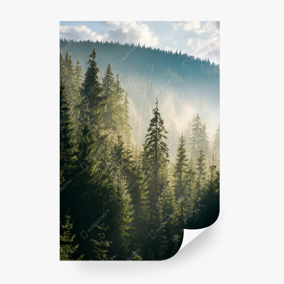 Papier peint brume matinale sur la forêt d'épicéas – Wallnifity®