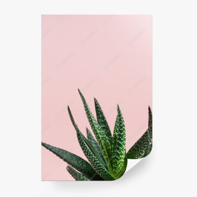 Papier peint aloe minimaliste sur fond rose – Wallnifity® Papier peint aloe minimaliste sur fond rose – Wallnifity®
