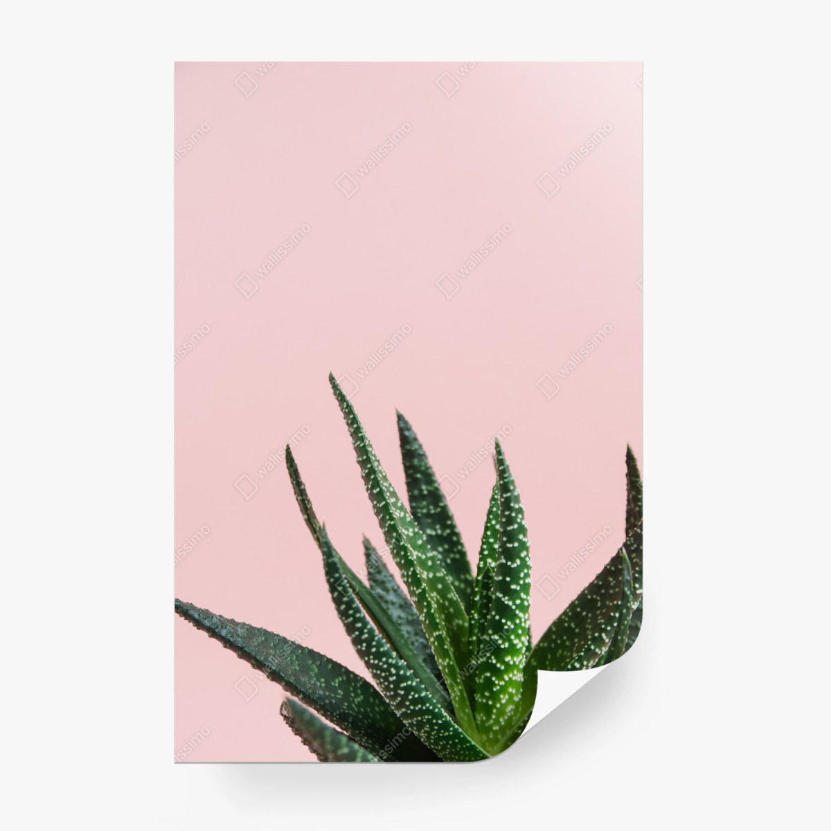 Papier peint aloe minimaliste sur fond rose – Wallnifity® Papier peint aloe minimaliste sur fond rose – Wallnifity®