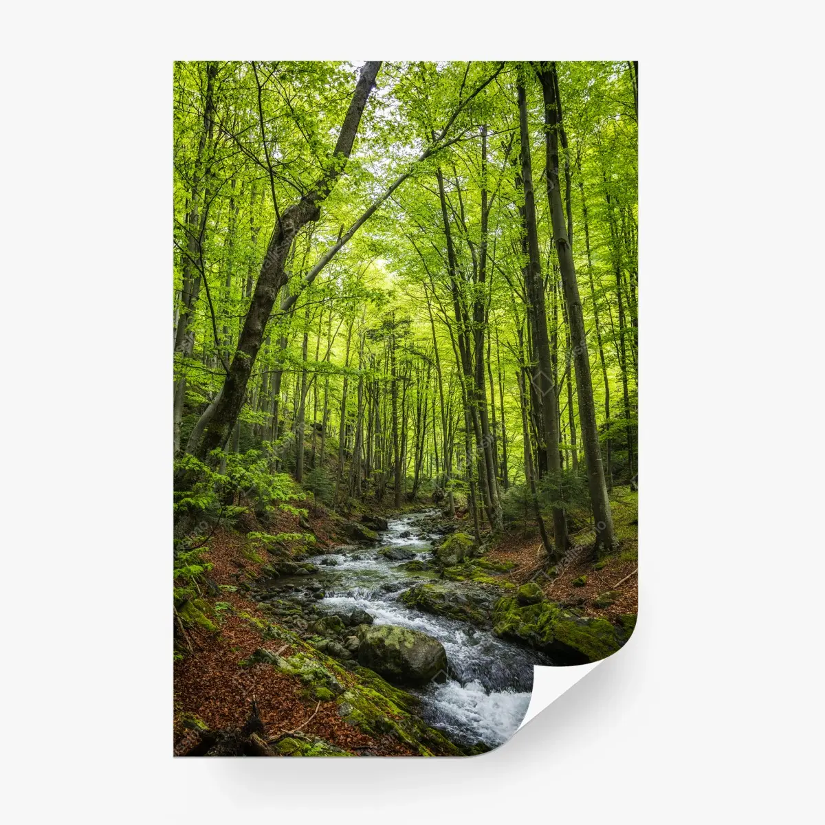 Papier peint forêt verdoyante et ruisseau paisible – Wallnifity®
