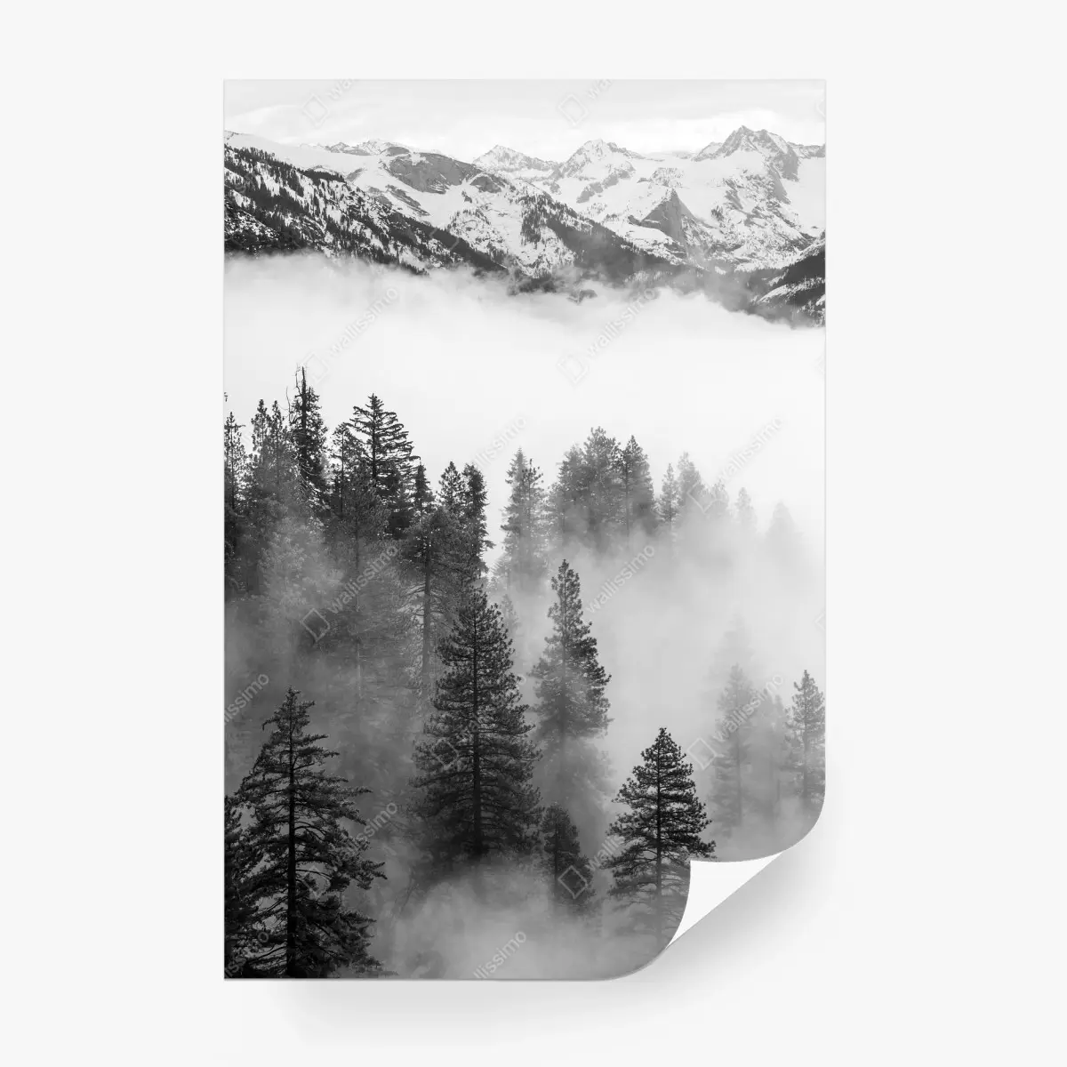 Papier peint brume sur Giant Forest, Sierra Nevada – Wallnifity®
