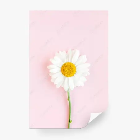 Papier peint marguerite blanche sur fond rose minimaliste – Wallnifity®